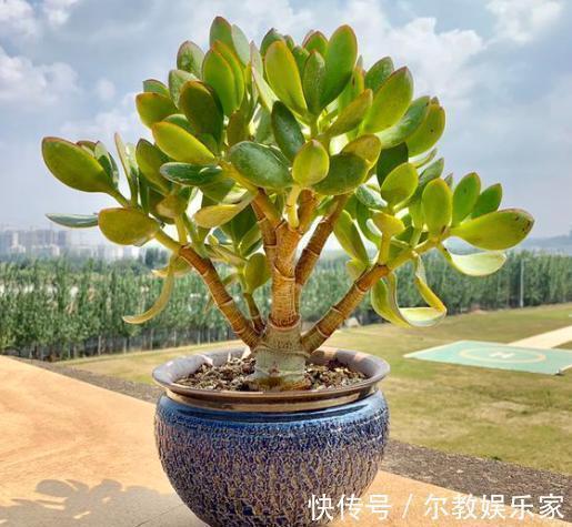 叶落叶|夏天养多肉,掉叶落叶太急人,做好“几点”,依旧水润肥嘟嘟