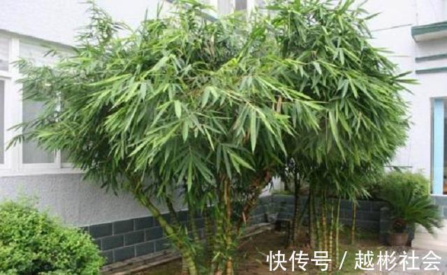 此竹最适合栽种在家，是顶级观赏盆景，做好3点，让它轻松长茁壮