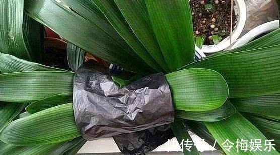 君子兰“夹箭”不开花教你2个“小技巧”,轻松解决,当月开花