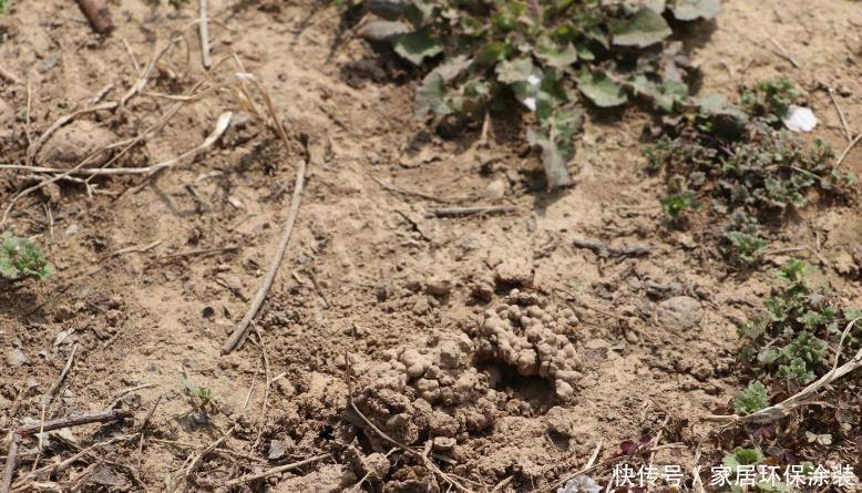 扦插|“花痴”一般有这3个习惯,你中招了吗?