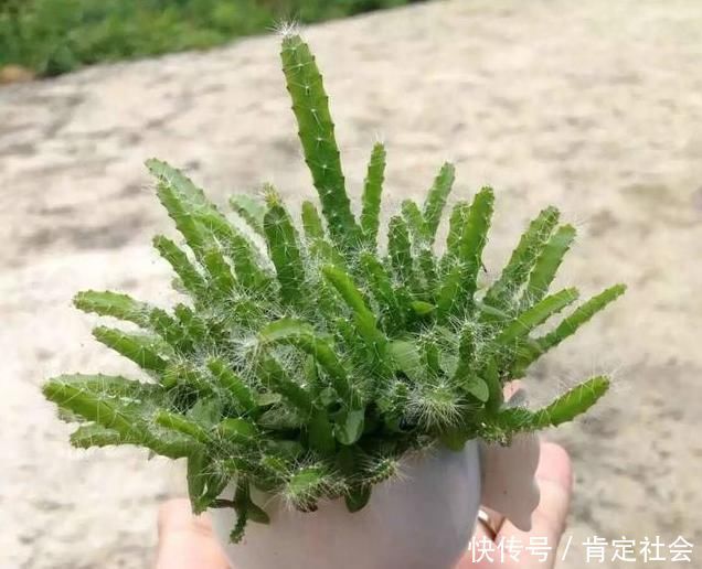 这3种“水果核”别扔,把它扔盆里,10天成盆栽,比花美10倍