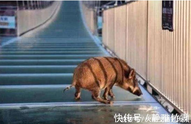 |野猪误入玻璃桥,从没见过这么搞笑的猪,网友:魔鬼的步伐