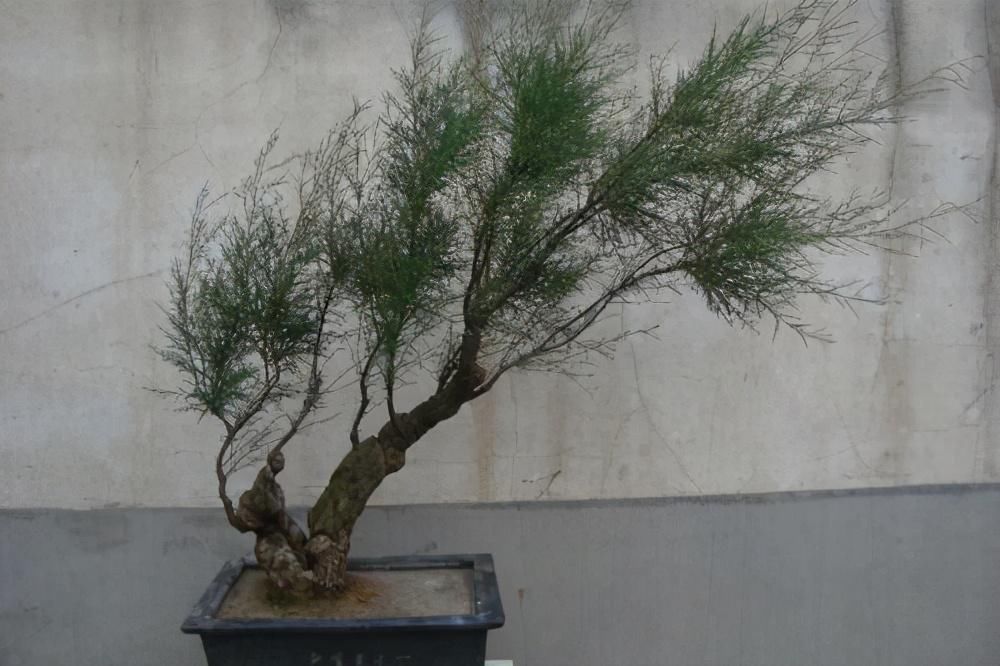  生长|4种农村常见的树墩子，修剪一番变成高价值盆景，观赏性极高