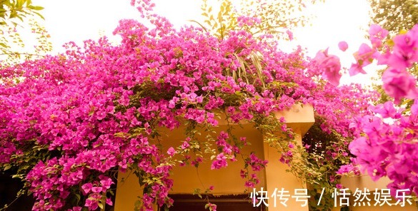 阿慧|三角梅开花花量小注意这四点,呼呼冒花苞,简简单单爆满盆