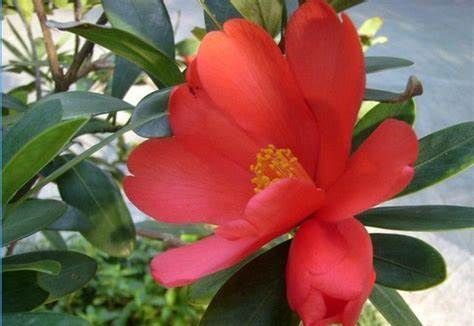 养花试试这几款，花朵浪漫芳香浓郁