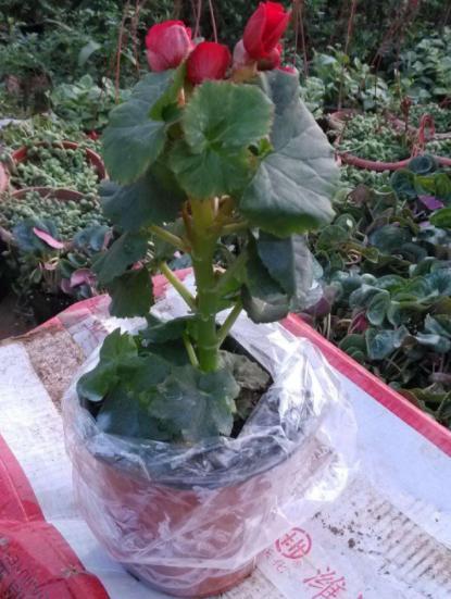 你家丽格海棠不能全年开花关键在于这4点,学会了四季花开不断