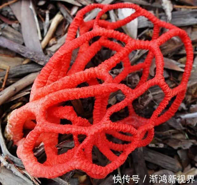 24张“活久见”生物照，仿佛来自另一个星球