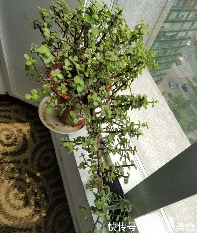 嫩叶|养好金枝玉叶,无非掌握5要点,做到位了,枝干粗壮嫩叶窜