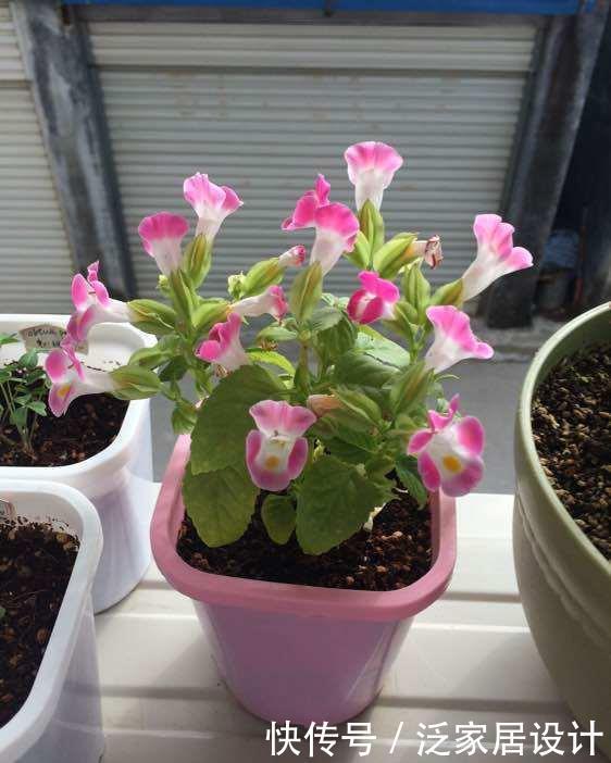 几款花一年四季开花不断，开起花来拦不住，美不胜收