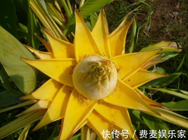 秋季养啥花这5款小花,便宜好养,简单打理就爆盆,花朵压满枝