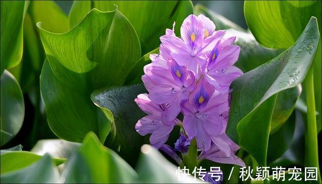 在我国泛滥的水葫芦，弱点实在太好笑，只用一招就能将它们团灭