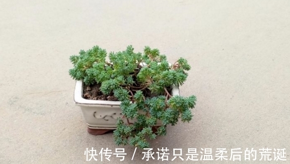 薄雪万年草|一款常被误认为“杂草”的多肉,薄雪万年草,总在野外成片长