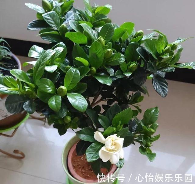 植株|栀子花养不好可能不是你的问题,挖开花盆看“这里”,你就明白