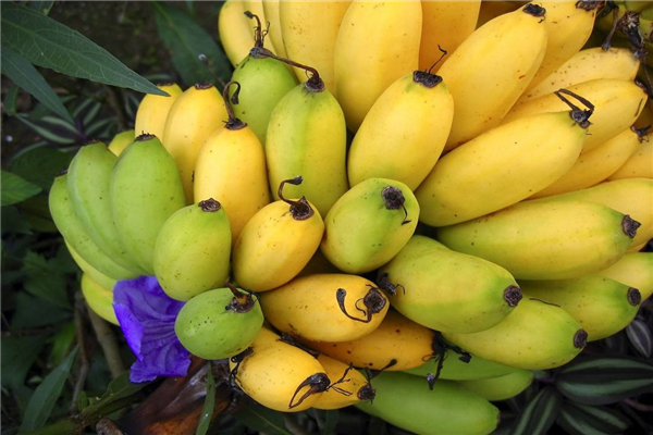 排骨|想长寿得会吃,3种水果要多吃,补气通便,祛湿健脾,营养又健康