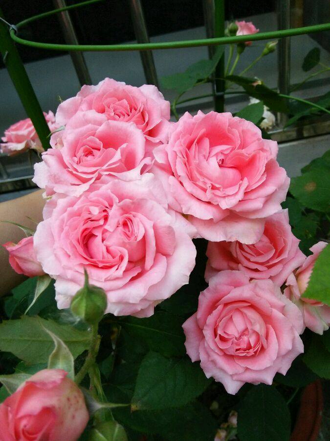 漂亮不输牡丹,魅力不逊玫瑰,阳台族的最爱