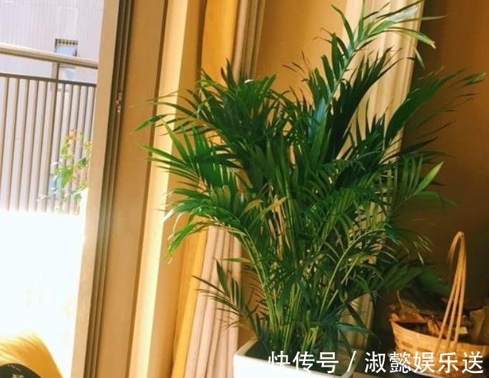 耐旱|好花都是浇死的，10种常见花，浇水别太勤快！