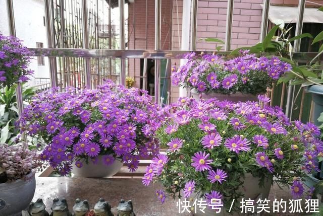 杜鹃花|5种花叫做“度夏难”,到了夏天就黄叶干枯,花友年年养年年买