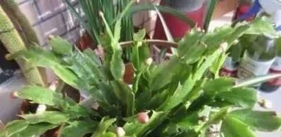 1种“液体”滴盆里,蟹爪兰一次能开300朵,年年“开花”好几次