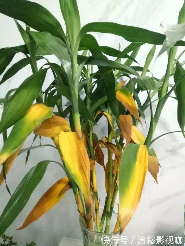养护|6种“生财花”,夏季养家里,“浇水”要注意,要不黄叶、烂根
