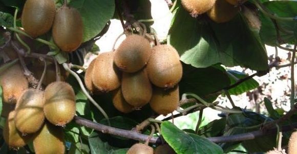 豆制品|怀孕期间记得多吃此种水果!不仅宝妈好,生下的宝宝非常白