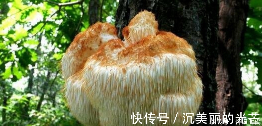 猴头|提个醒：林中遇见此物，随手采回家，对健康有好处，来了解下