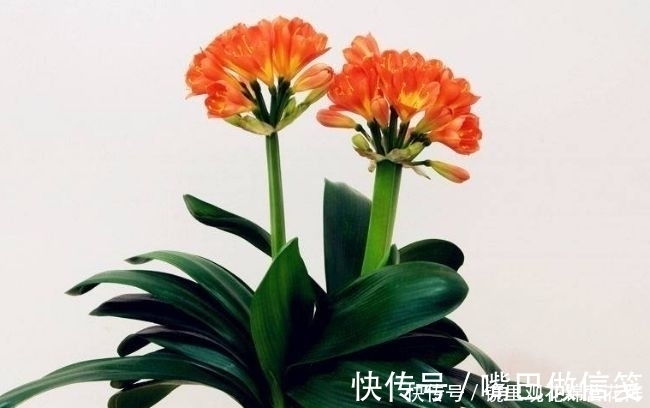 新手|4种花新手入手不会亏,沾土就能活,开花漂亮,绚丽多彩