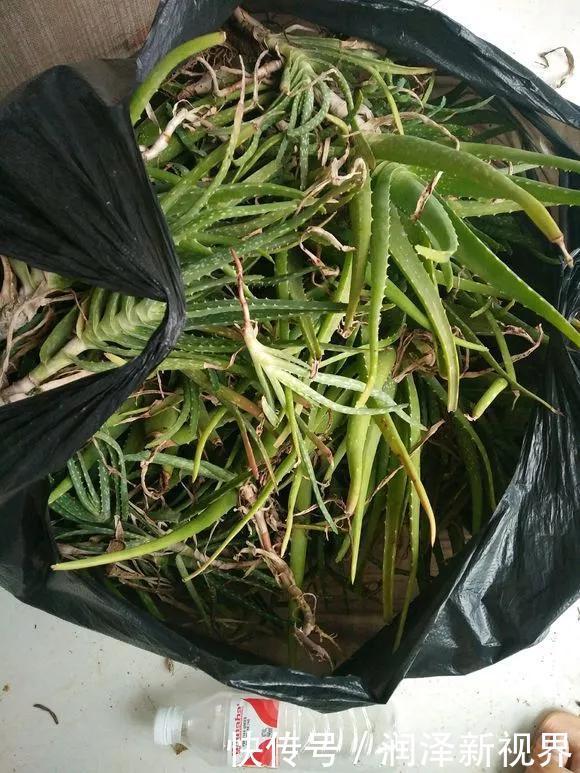 烂根|20年的玉树,10年的芦荟,枝干“胳膊粗”,是这样养成的