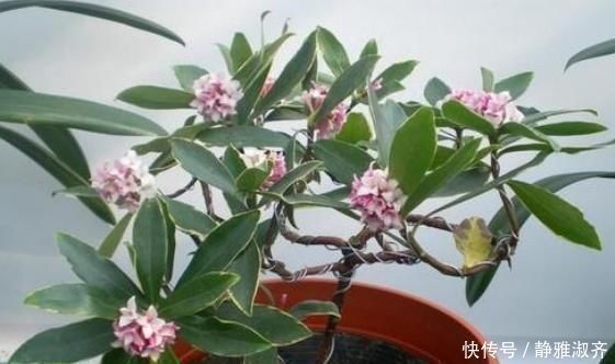 花卉|比“香水”还要好闻的这2种花,家里养一盆,满屋“香喷喷”