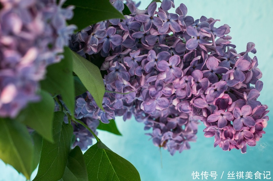 此花被称为天国之花,给人带来满腹忧郁的感觉,象征着忧愁思念