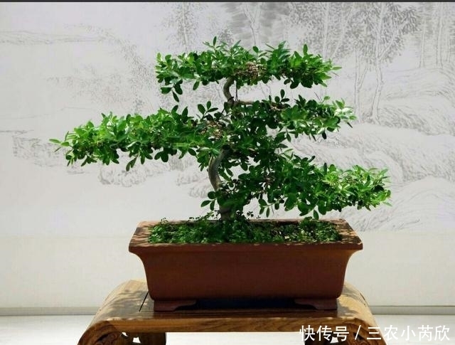 黄杨品种那么多, 你知道制作盆景用哪种吗?