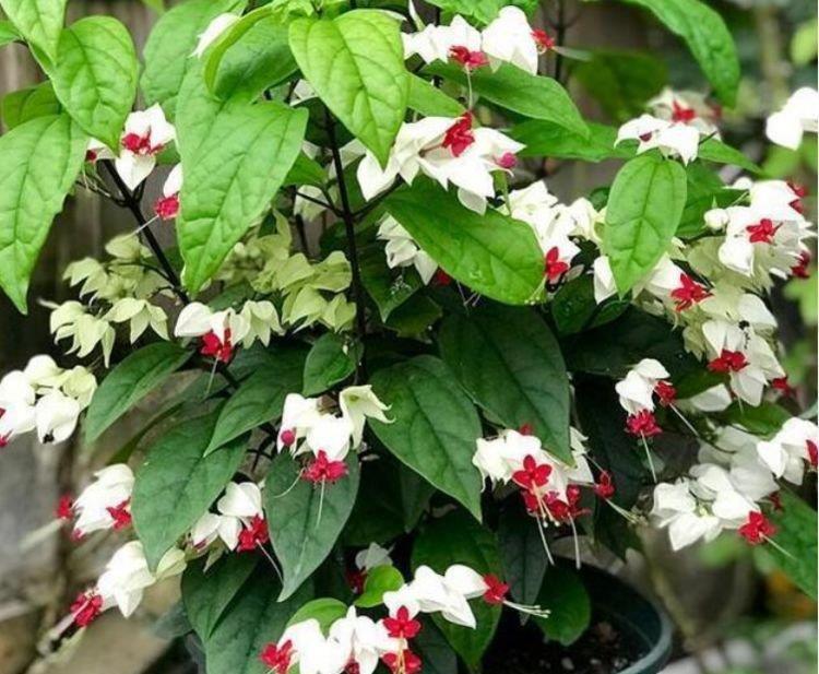 4种花被称为“开花王”,沾土就活,轻松开爆盆,四季有花赏!