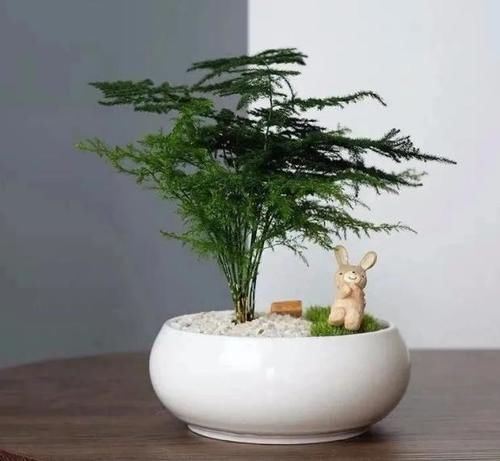  盆栽|冬天，室内的文竹盆栽呼呼地黄叶该怎么办？哪里操作不当了？