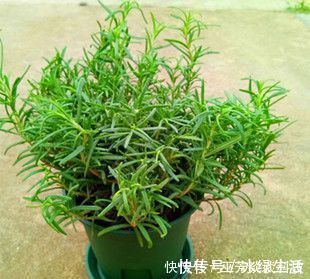 蚊虫不喜欢这种花，现在养养一盆，夏天连蚊香钱都省了