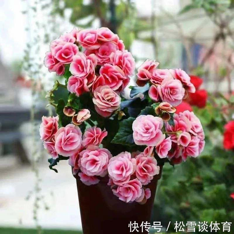 光照|五种公认不好养的花,养一盆死一盆,新手要慎养,小心白花钱!