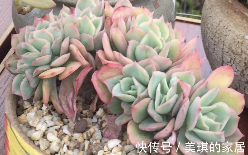 多肉服盆期,主人该注意哪些问题?劳心照顾好这3点养出好状态