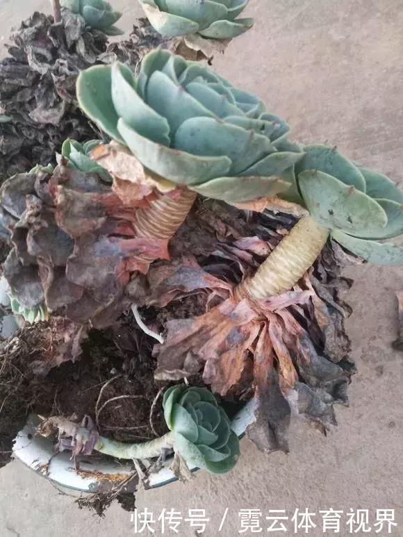 垃圾桶里一堆“贵货”花,丢人也要捡,带回家就开花