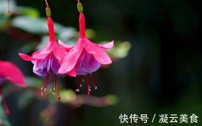 这2种花卉“养不好”教你学会“3招”,花卉顺利生长,开花不断