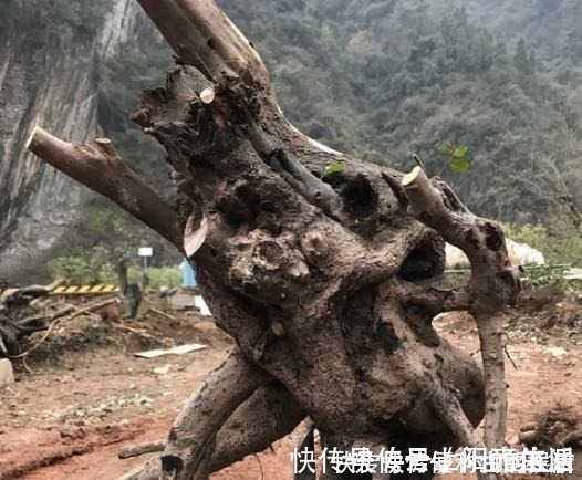 别再养发财树、金钱树了,此种树,山上“挖1棵”,养成老桩值钱!