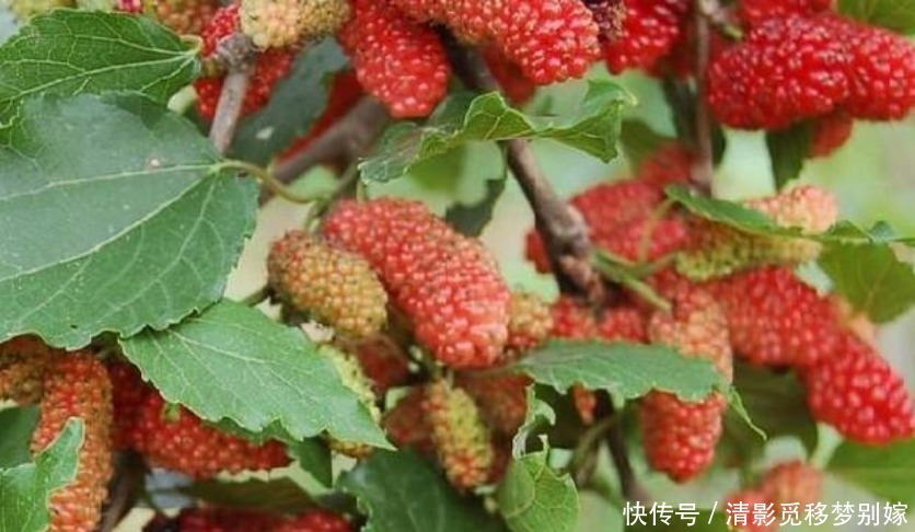 “4种水果”种阳台,好养漂亮结果多,当年就挂果,果子挂满枝!