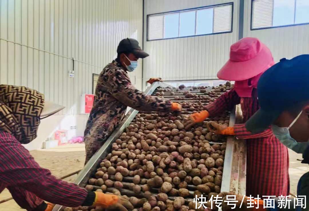 色达县|色达土豆滞销 温江援藏干部发动“娘家人”团购1.6万斤
