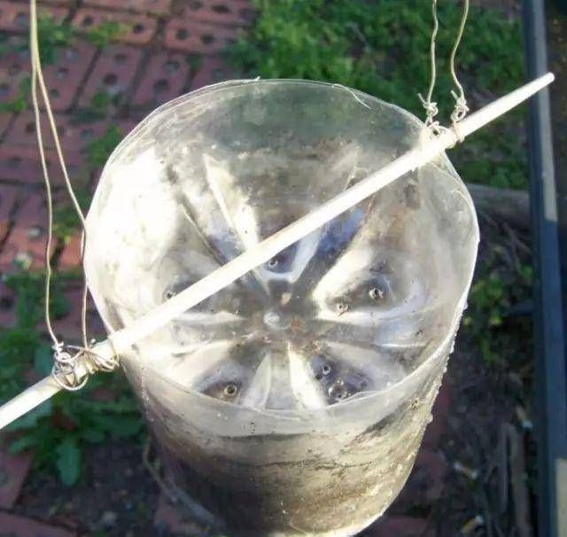 浇水|太神奇了!她在塑料瓶里种蔬菜,一年都吃不完!