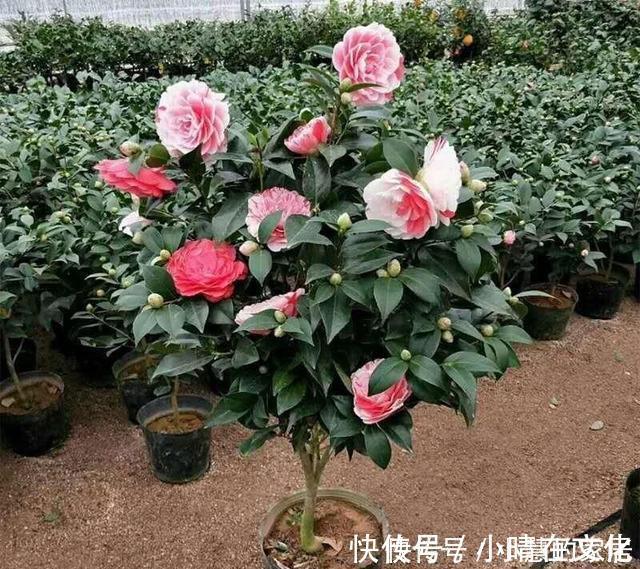 秋天|花市买茶花，回家一定要换土，“中间”有门道，不换土养不活