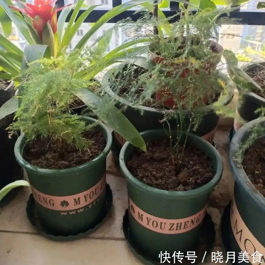 浇水|15种常见花,冬天浇水有讲究,小心越浇花越死