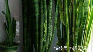 虎皮兰|农历十月初六立冬后,养什么花?以下3种花,福泰安康合家欢乐