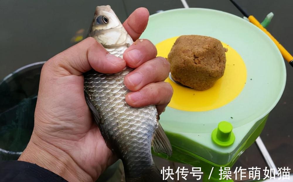 窝料|立冬之后这么钓鲫鱼，连杆、连杆，还是连杆