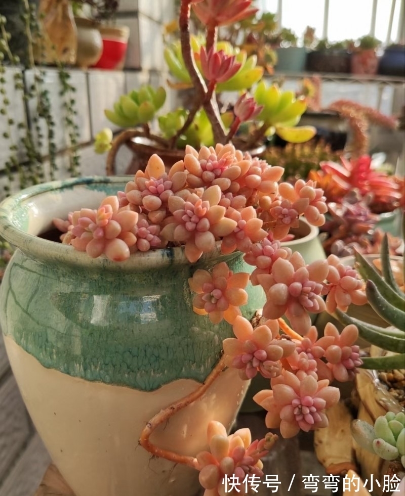 诺娃|有事没事看看多肉，才是度夏的基本保障