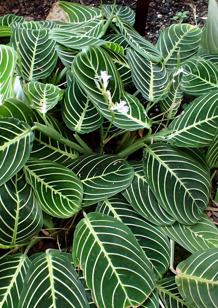 百闻不如一见,这5种植物很特别,一起欣赏吧