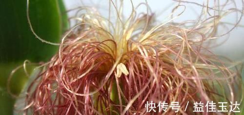 陈皮|高尿酸患者“四黄”请不要再吃了,痛风或许退避三舍