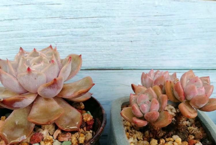 多肉|养多肉的最好境界，不是用价格衡量好坏，它解你寂寞，你陪它变美