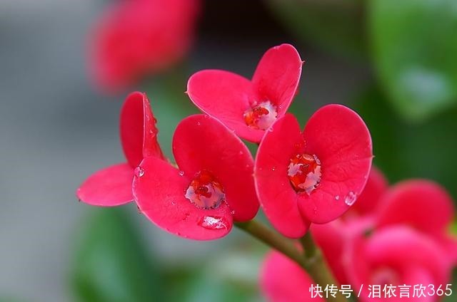 赏花|适合阳台养的3种花,清新优雅更艳丽,比绿萝还好养,四季能赏花